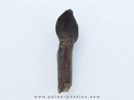 dinosaur tooth Bothriospondylus (1)