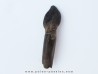 dinosaur tooth Bothriospondylus (1)