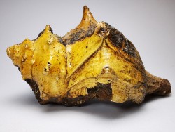 GASTEROPODE : Athleta symmetricus - Eocène - Mississippi, USA