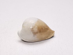 GASTROPOD: Notoluponia elegantior - Miocene - Australia