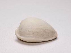 GASTEROPODE : Notocypraea goudeyi - Pléistocène - Australie