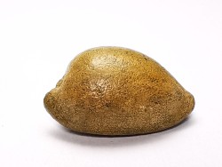 GASTROPOD: Austrocypraea archeri - Miocene - Tasmania, Australia