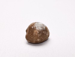 GASTROPOD: Triviella angushawkei - Eocene - Australia