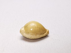 GASTEROPODE : Ficadusta progoensis - Miocène - Java, Indonesie