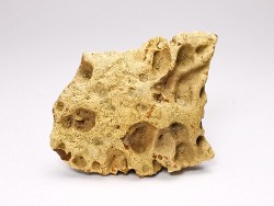 Reptile scute, Hell Creek Formation – Dawson, Montana, USA