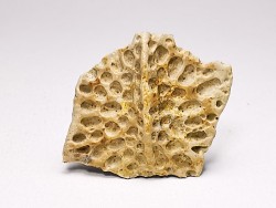 Scute de reptile - Hell Creek Formation - Dawson, Montana, USA