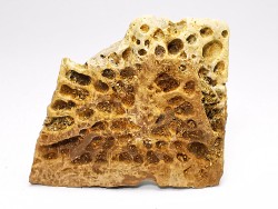 Scute de reptile - Hell Creek Formation - Dawson, Montana, USA