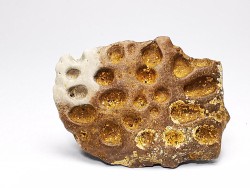 Reptile scute, Hell Creek Formation – Dawson, Montana, USA