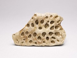 Reptile scute, Hell Creek Formation – Dawson, Montana, USA