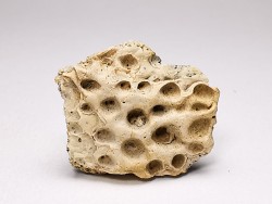 Reptile scute, Hell Creek Formation – Dawson, Montana, USA