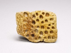 Reptile scute, Hell Creek Formation – Dawson, Montana, USA