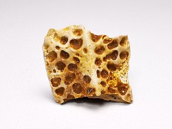 Scute de reptile - Hell Creek Formation - Dawson, Montana, USA