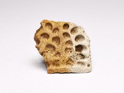 Reptile scute, Hell Creek Formation – Dawson, Montana, USA