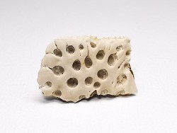 Reptile scute, Hell Creek Formation – Dawson, Montana, USA