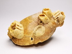 Brachiopod Dallithyris fulva - Pliocene - Dartmoor, Victoria, AUSTRALIA