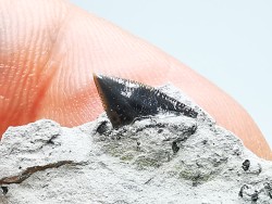 Shark tooth: Squalicorax curvatus - Late Cretaceous - Bettrechies, 59 - FRANCE