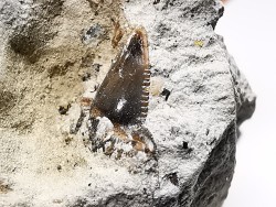 Dent de requin : Squalicorax curvatus - Crétacé Supérieur - Bettrechies, 59 - FRANCE