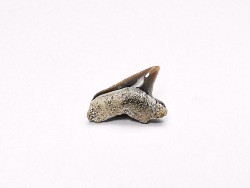 Shark tooth: Squalicorax curvatus - Late Cretaceous - Bettrechies, 59 - FRANCE