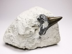 Shark tooth: Cretoxyrhina mantelli - Late Cretaceous - Bettrechies, 59 - FRANCE