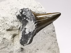 Dent de requin : Cretoxyrhina mantelli - Crétacé Supérieur - Bettrechies, 59 - FRANCE