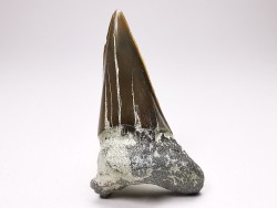 Shark tooth: Cretoxyrhina mantelli - Late Cretaceous - Bettrechies, 59 - FRANCE