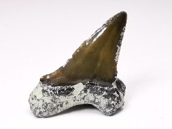 Dent de requin : Cretoxyrhina mantelli - Crétacé Supérieur - Bettrechies, 59 - FRANCE