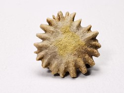 Button coral: Palaeocyclus porpita - Silurian - Lickershamn, Gotland, SWEDEN