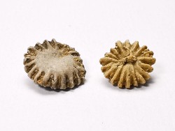 Corail bouton: Palaeocyclus porpita - Silurien - Lickershamn - Gotland, SUEDE