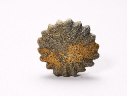 Corail bouton: Palaeocyclus porpita - Silurien - Lickershamn - Gotland, SUEDE