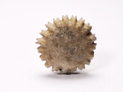 Corail bouton: Palaeocyclus porpita - Silurien - Lickershamn - Gotland, SUEDE