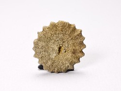 Button coral: Palaeocyclus porpita - Silurian - Lickershamn, Gotland, SWEDEN