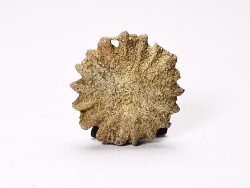 Button coral: Palaeocyclus porpita - Silurian - Lickershamn, Gotland, SWEDEN