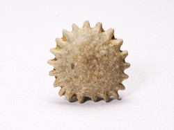 Button coral: Palaeocyclus porpita - Silurian - Lickershamn, Gotland, SWEDEN