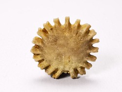 Corail bouton: Palaeocyclus porpita - Silurien - Lickershamn - Gotland, SUEDE