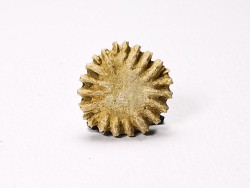 Button coral: Palaeocyclus porpita - Silurian - Lickershamn, Gotland, SWEDEN