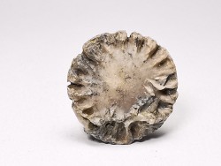 Button coral: Palaeocyclus porpita - Silurian - Lickershamn, Gotland, SWEDEN