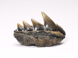 shark tooth: NOTORYNCHUS CEPEDIANUS,  Miocene-Pliocene, Belgium