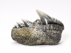 shark tooth: NOTORYNCHUS CEPEDIANUS,  Miocene-Pliocene, Belgium