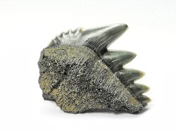 dent de requin: NOTORYNCHUS CEPEDIANUS - Miocène-Pliocène - Belgique