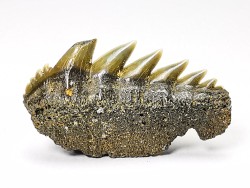 dent de requin: NOTORYNCHUS CEPEDIANUS - Miocène-Pliocène - Belgique