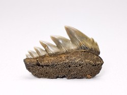 dent de requin: NOTORYNCHUS CEPEDIANUS - Miocène-Pliocène - Belgique