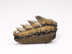 dent de requin: NOTORYNCHUS CEPEDIANUS - Miocène-Pliocène - Belgique