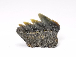 shark tooth: NOTORYNCHUS CEPEDIANUS,  Miocene-Pliocene, Belgium