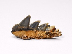 shark tooth: NOTORYNCHUS CEPEDIANUS,  Miocene-Pliocene, Belgium