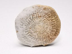 Nummulite - Eocène - Alicante, ESPAGNE