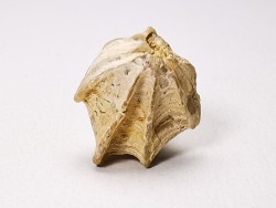 Brachiopod Cheirothyris fleuriausa - Oxfordian -  La Rochelle, FRANCE