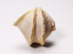 Brachiopod Cheirothyris fleuriausa - Oxfordian -  La Rochelle, FRANCE