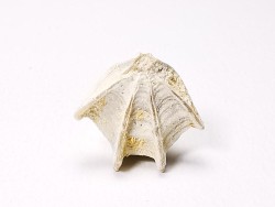 Brachiopod Cheirothyris fleuriausa - Oxfordian -  La Rochelle, FRANCE