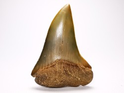 dent de requin: CARCHARODON HASTALIS - Miocène-Pliocène - Belgique