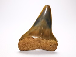 shark tooth: CARCHARODON HASTALIS,  Miocene-Pliocene, Belgium